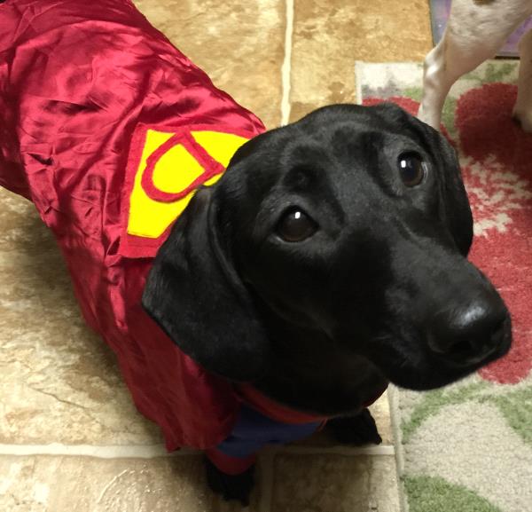 /Images/uploads/Humane Society of Utah/HSUCalendar/entries/799thumb.jpg